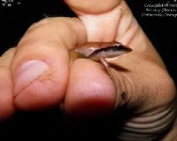Craugastor mimus
