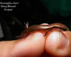 Sphenomorphus cherriei