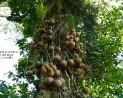 Couroupita guianensis