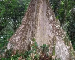 Terminalia oblonga