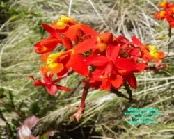 Epidendrum radicans