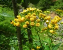 Senecio congestus