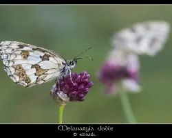 Melanargia
