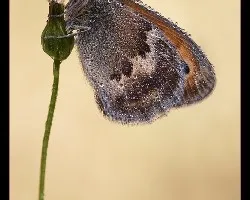 Coenonympha pamphilus