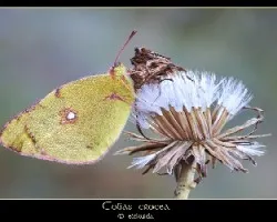 Colias crocea