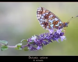 Boloria selene