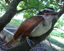 Pitangus sulphuratus