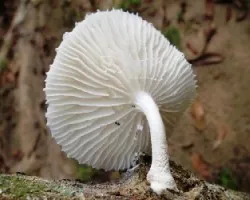 Cyptotrama sp.