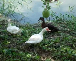 Anas platyrhynchos domesticus