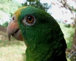 Amazona ochrocephala panamensis