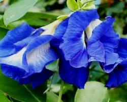 Clitoria ternatea