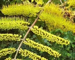 Combretum fruticosum