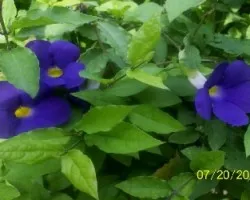 Thunbergia erecta