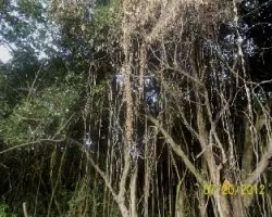 Bosque seco tropical