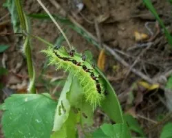 Oruga