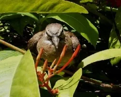 Columbina talpacoti