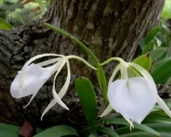 Brassavola nodosa
