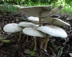Cyptotrama sp.