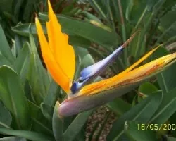 Strelitzia reginae