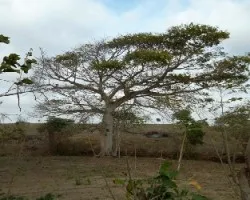 Ceiba pentandra