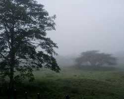 Ãrboles en la bruma