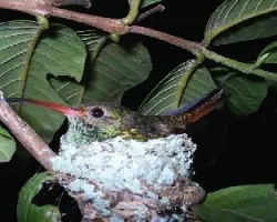 Amazilia tzacatl
