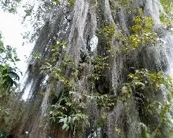 Ãrboles del nevado