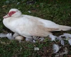 Anas platyrhynchos