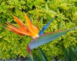 Strelitzia reginae