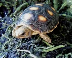 Geochelone carbonaria