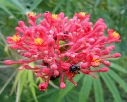 Jatropha podagrica 