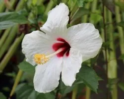 Hibiscus rosa-sinensis