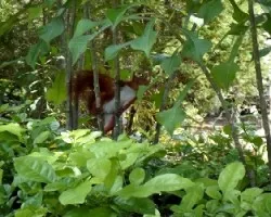 Sciurus granatensis