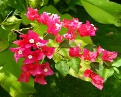 Bougainvillea spectabilis 