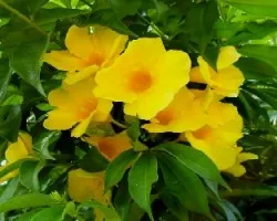 Allamanda cathartica