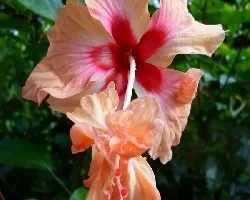 Hibiscus rosa-sinensis
