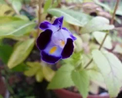 Torenia fournieri