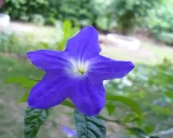 Browallia speciosa