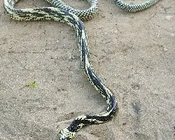Spilotes pullatus