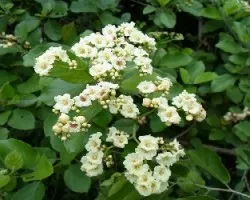 Cordia dentata