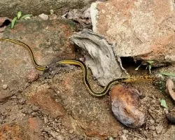 Ligophis lineatus