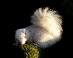 white squirell