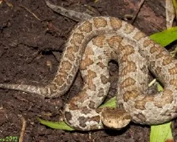 Cerrophidion godmani