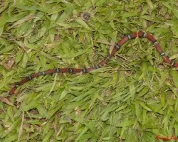 Erythrolamprus bizona