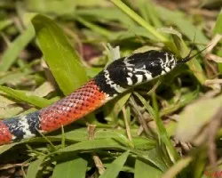 Erythrolamprus bizona