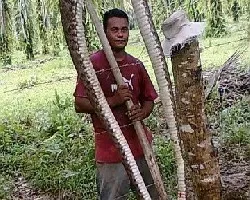 Bothrops asper