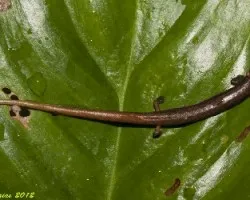Oedipina alleni