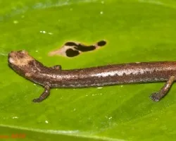 Oedipina alleni