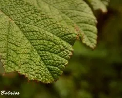Gunnera tinctoria