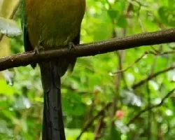 Momotus momota